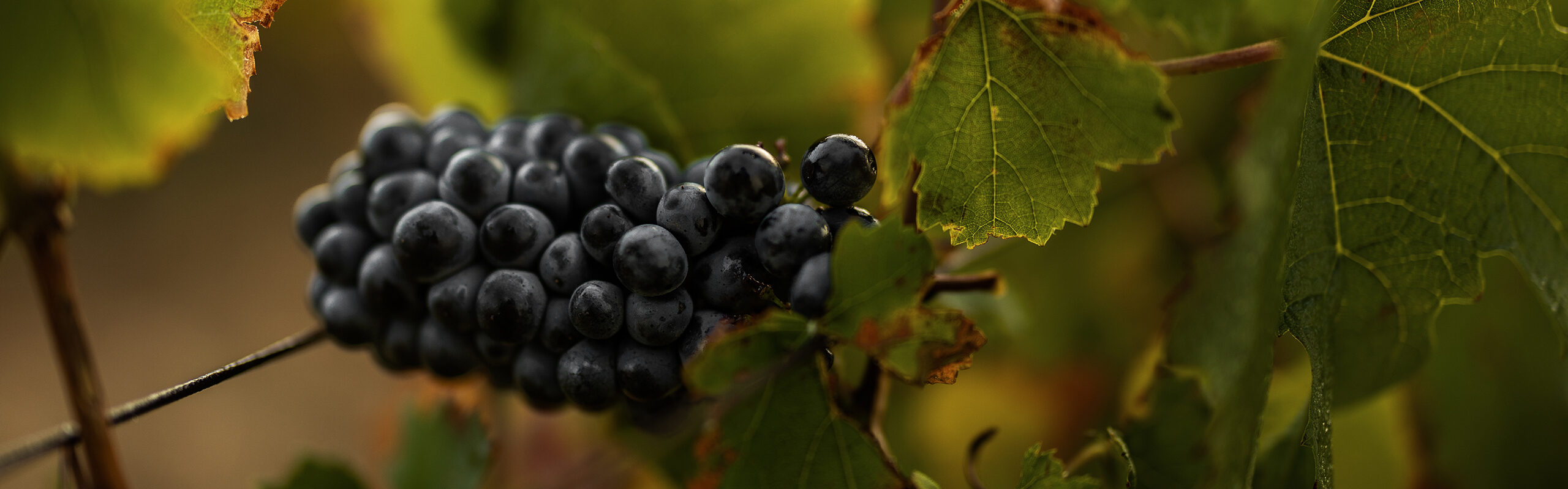 Red grapes on a vine